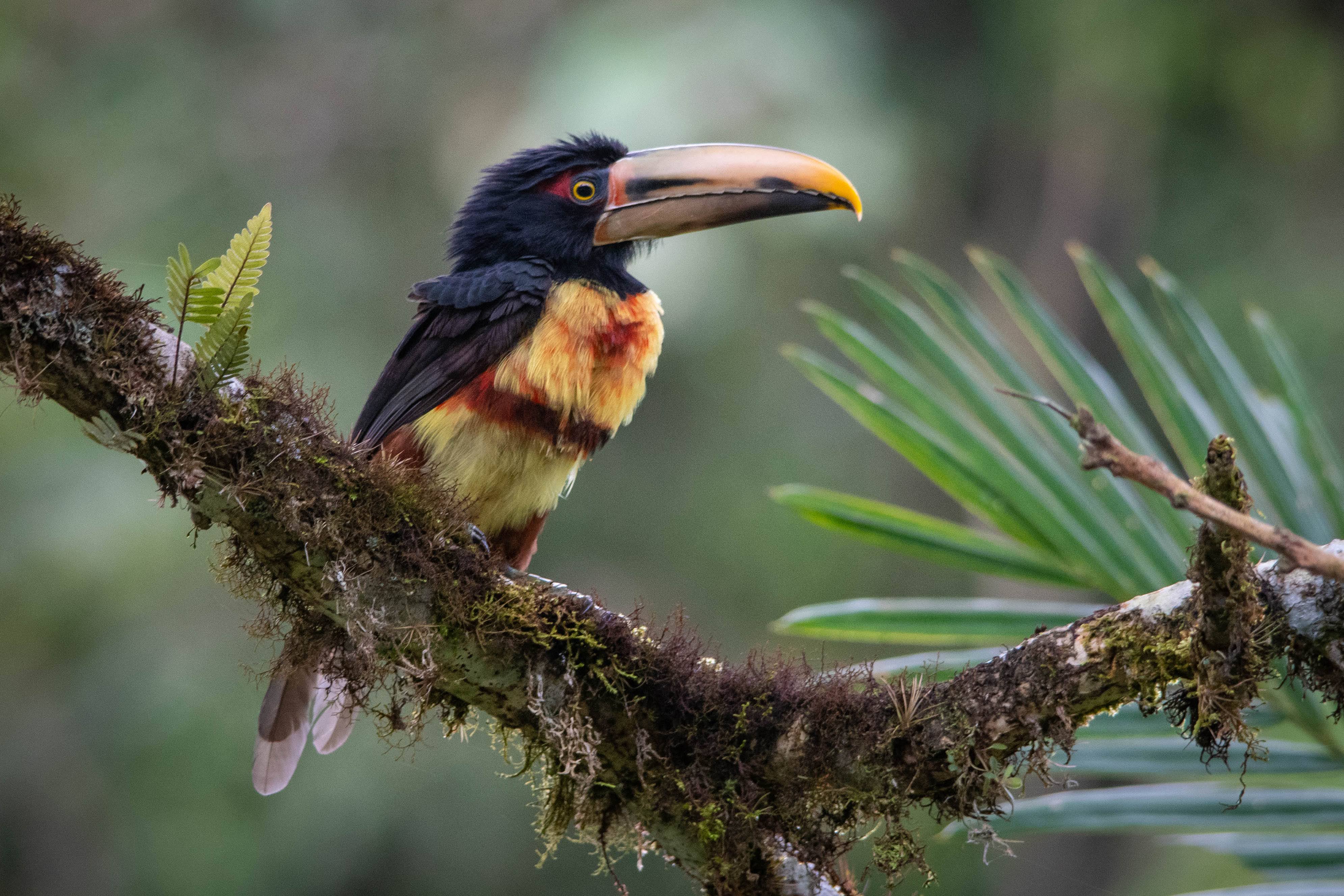 Collared araçari perched on a mossy branch