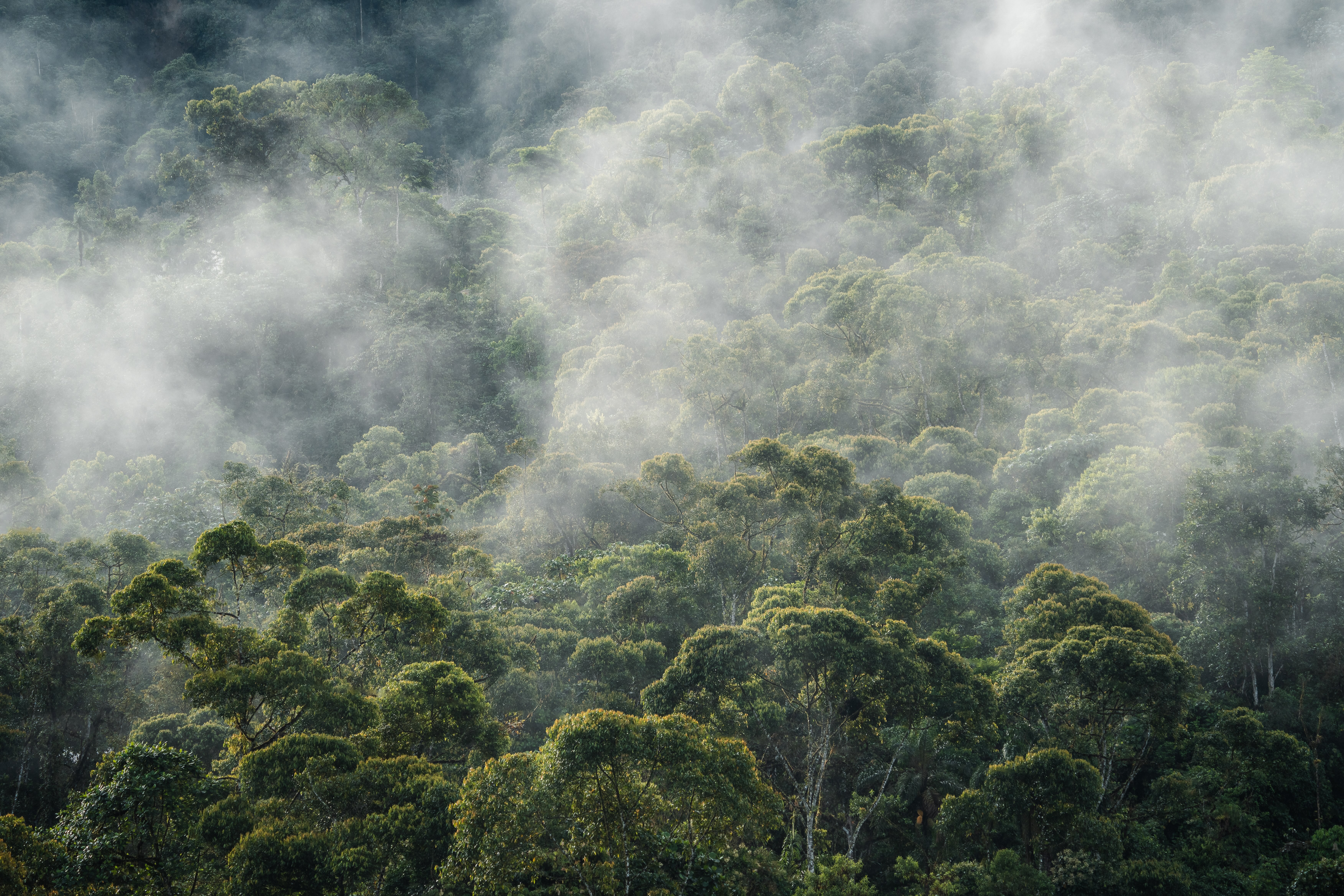 Mist rising over unbroken primary tropical forest canopy