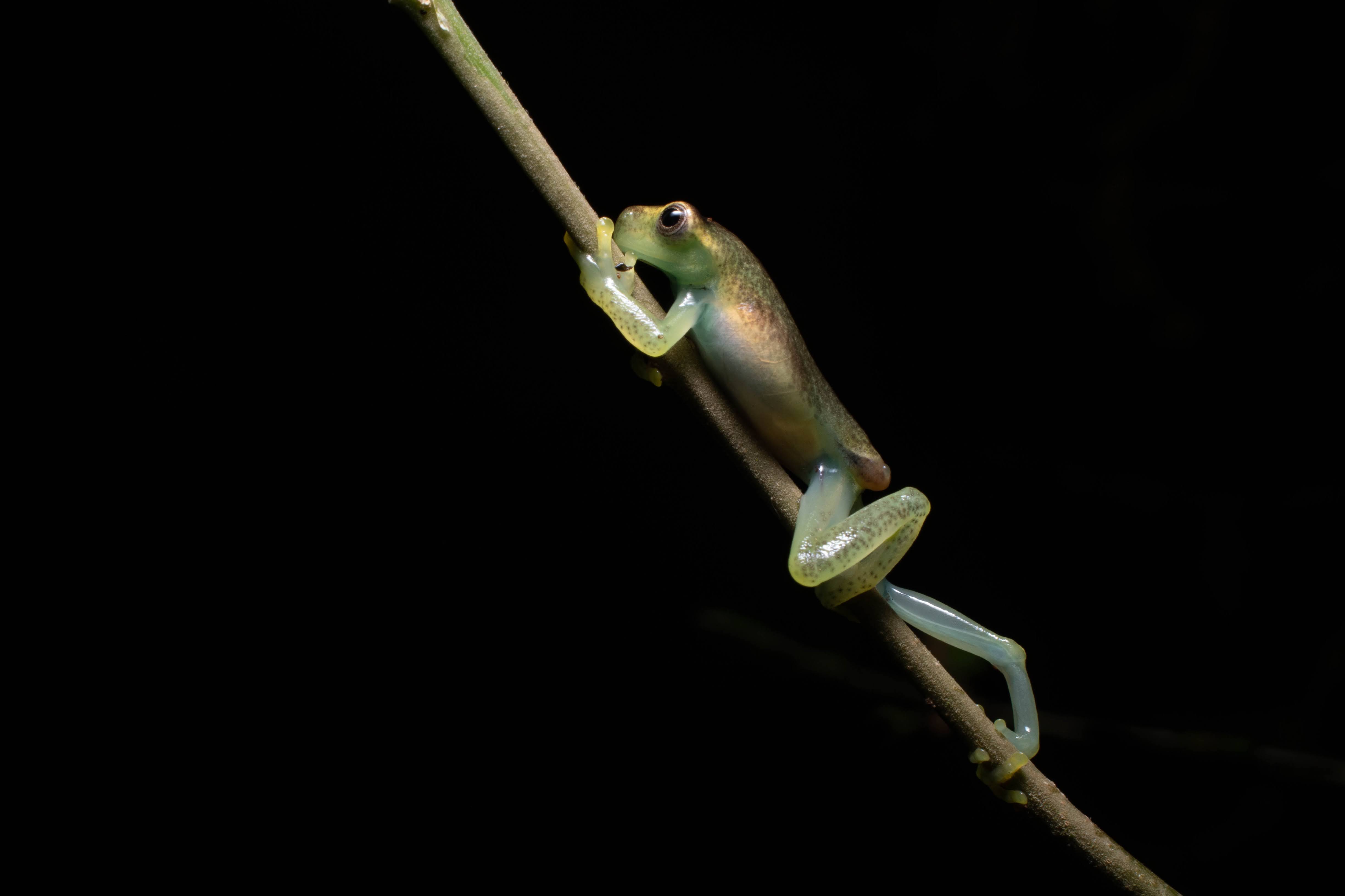 Glass frog climbing a branch at night in primary forest