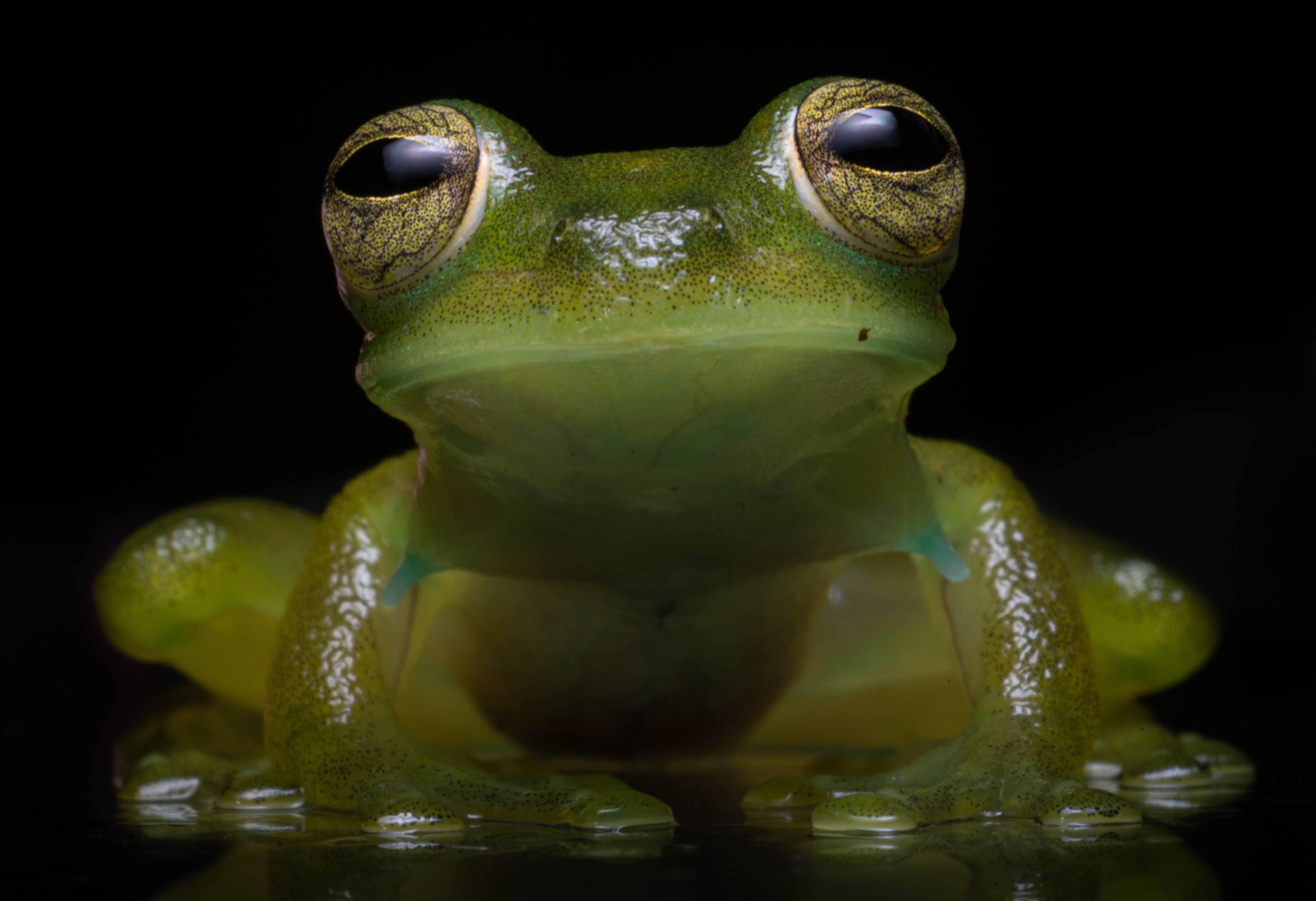 Glass frog at close range in primary tropical forest